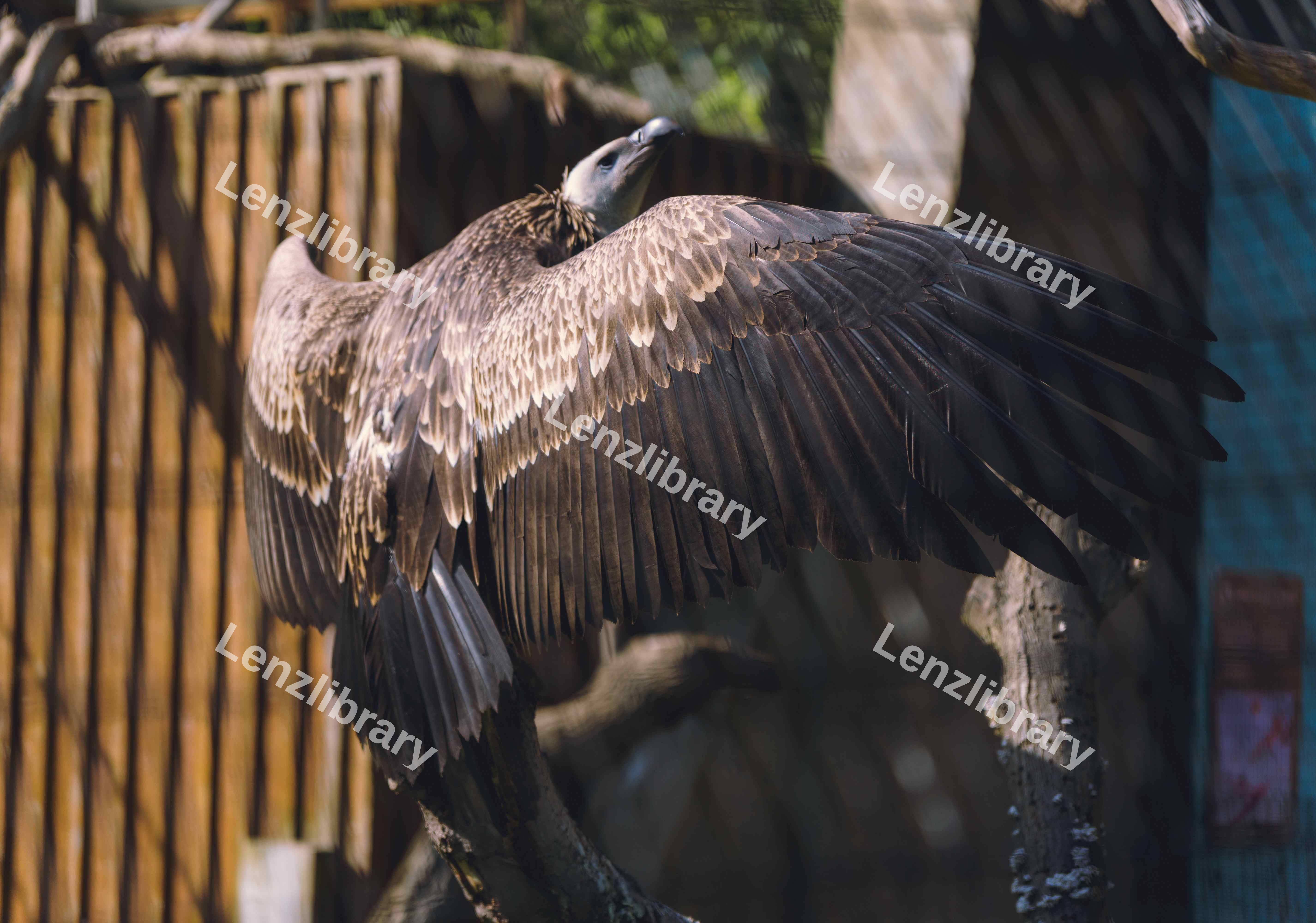 Vulture Perched